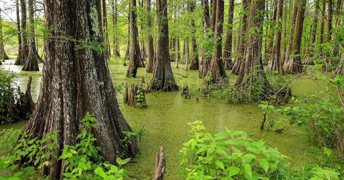 A large swamp with several mature trees surrounded by water. The water is murky and has a green tint.