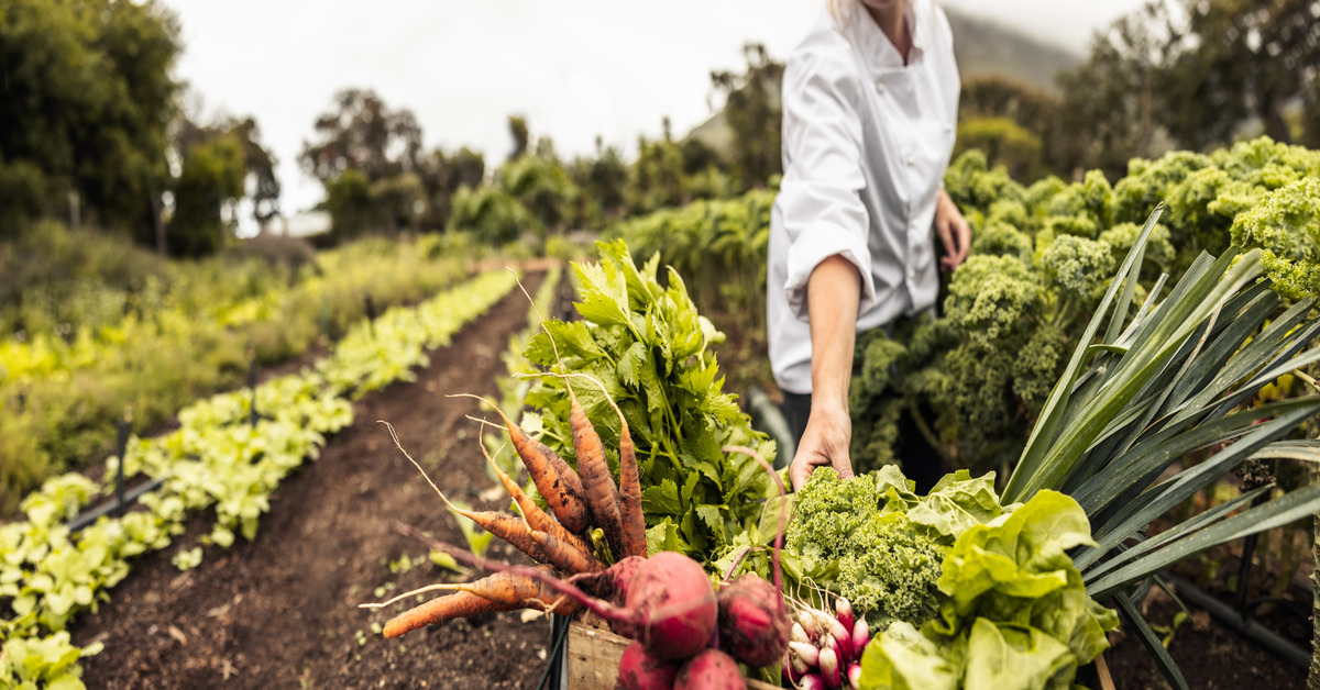 An individual in a white shirt harvesting a variety of vegetables on a farm, including carrots, lettuce, and radishes.