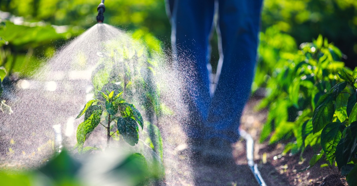 A person stands in a garden among plants with green leaves. They spray pesticides over one of the plants.